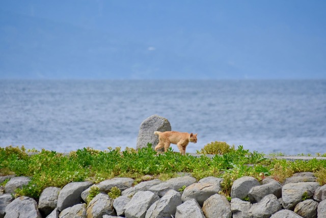 緑と猫